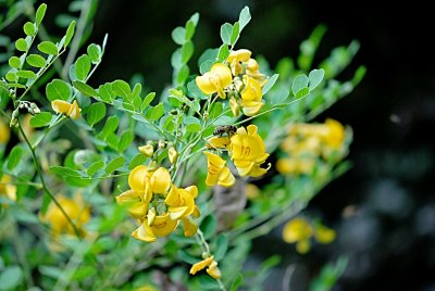 Colutea arborescens - žanovec měchýřkatý -květ a list
